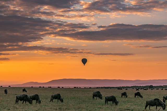 Hot air balloons over a vibrant safari sunset with wildebeests grazing below and mountains in the distance, part of luxury excursion packed family travel experiences.