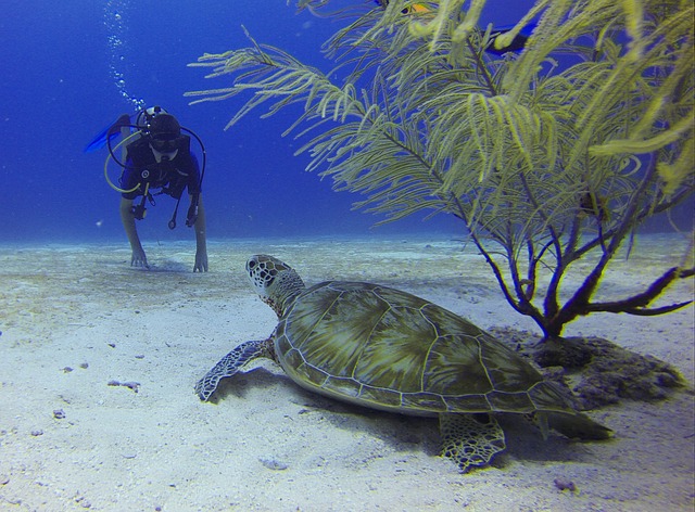 Scuba diver face-to-face with a sea turtle resting under coral branches, a family-friendly Caribbean vacation adventure awaits in your next luxury getaway.