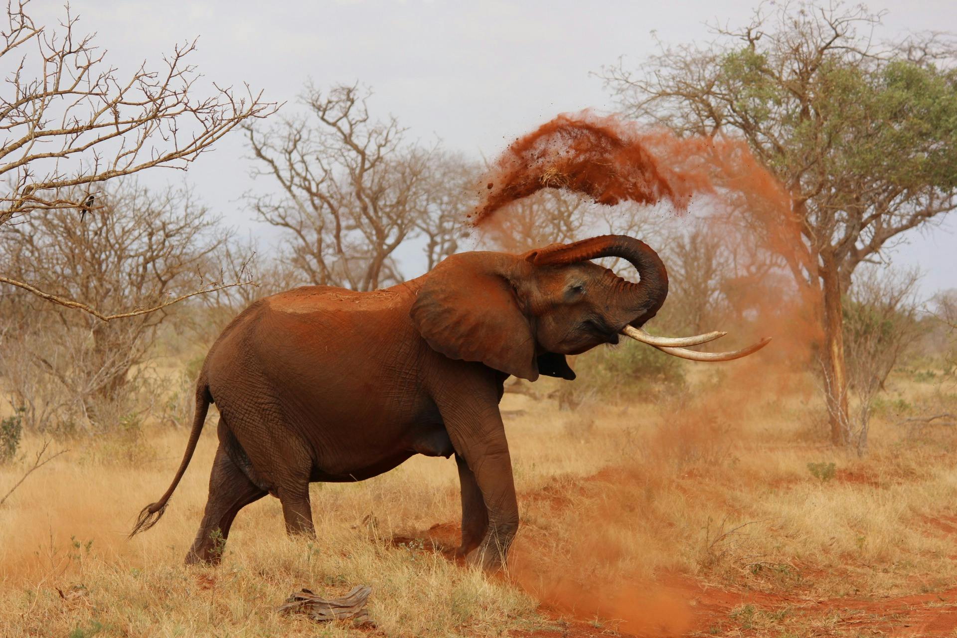 Elephant tossing sand during a safari excursion, showcasing wildlife adventure travel experiences.
