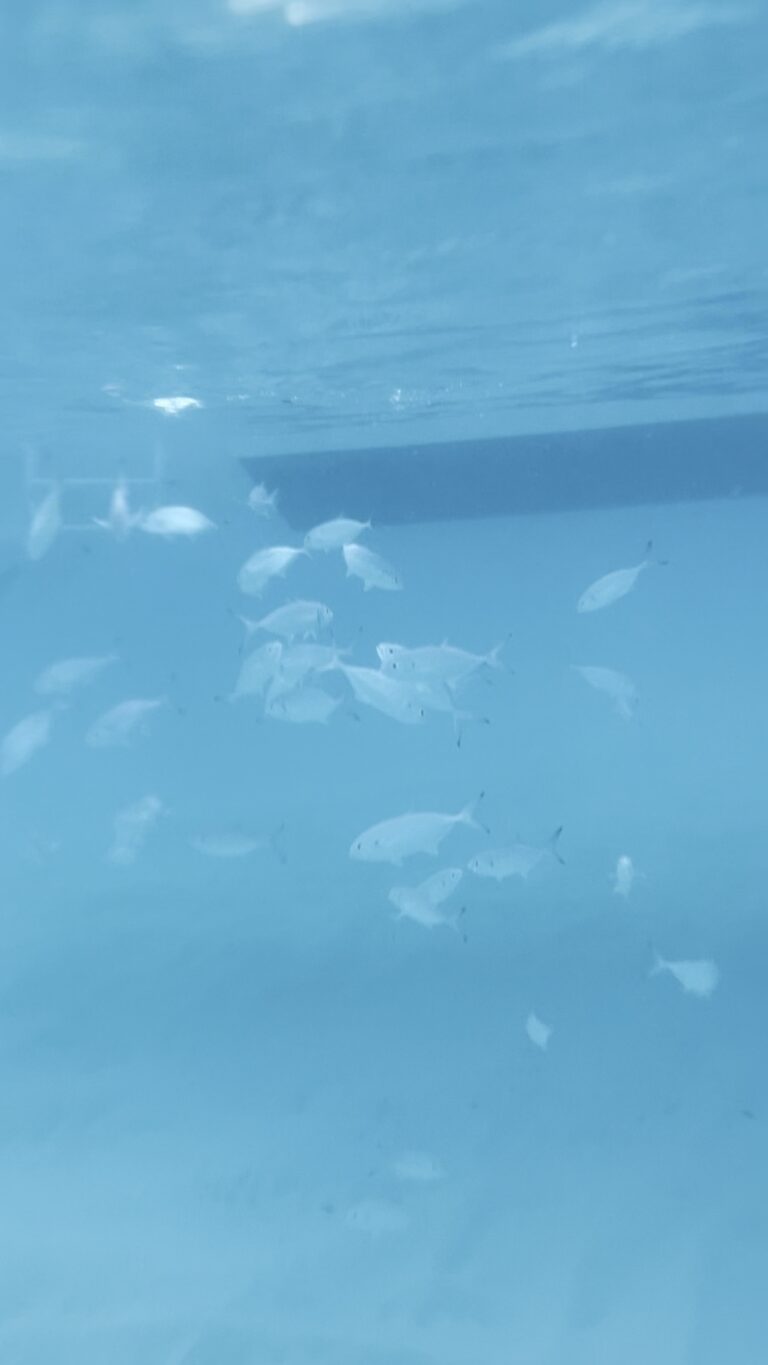 Underwater photo of a school of bar jack fish swimming beside an Anguilla speedboat tour in crystal clear water at Meads Bay Anguilla.